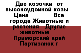 Две козочки  от высокоудойной козы › Цена ­ 20 000 - Все города Животные и растения » Другие животные   . Приморский край,Партизанск г.